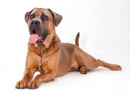 Cane Corso Breeds Dogzone Com