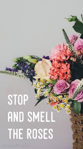 Stop And Smell The Roses Cute Floral Flower Quote Inspirational Background Wallpaper You Inspirational Backgrounds Flower Quotes Inspirational Flower Quotes