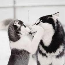 Sedangkan kadar natrium anjing spike 1 sedikit dibawah kisaran normal yaitu 136 mmol/l. 37 Ide Anjing Husky Anjing Husky Anjing Hewan