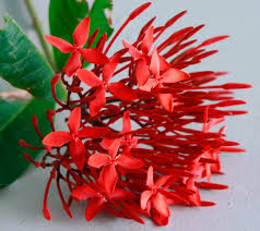 Image result for Ixora sp. A