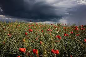We did not find results for: Poppy Cloud Storm Nature Red Blue Sky Thunderstorm Flower Field Landscape Pikist