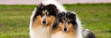 Rough Collie Dog Breed Information Hills Pet