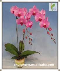 Cascading Pink Phalaenopsis Taiwan Orchid Nursery Plant Tissue Culture Flask Orchid Seedlings Buy Orchid Seedlings P Orchid Nursery Buy Orchids Plant Nursery