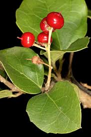 Image result for Scolopia zeyheri