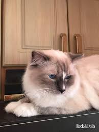 Pin By Oriana La Banana On Dragalasenie Cute Animals Cute Cats Kittens Cutest