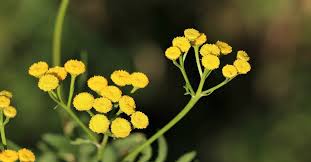 Image result for Helichrysopsis