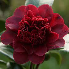 Camellia Japonica Takanini Flower Aesthetic Beautiful Flowers Flowers Petals