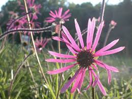 Also has pictures of the trees for identification and links for further tree species education. Overhill Gardens Of Vonore Tn East Tennessee Native Plant Landscapes And Nursery Tn Coneflower Native Plant Landscape Native Plants Trees To Plant