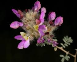 Image result for Indigofera pulchra