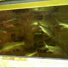 Kelah tembat mmg berada di kelas yg tersendiri diantara ikan kelah di seluruh dunia. Kedai Ikan Kelah Thai Restaurant