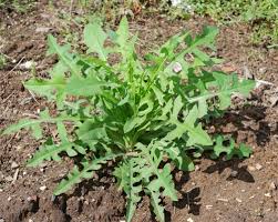 Image result for Lactuca glandulifera