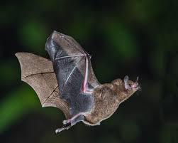 Bat