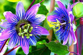 Relax Sleep S Special Ingredients Organic Passion Flower Traditionally Used As An Alternative Calming Herb To Induce Healing Herbs Herbal Apothecary Herbs