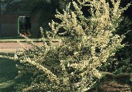 Image result for Acacia hebeclada