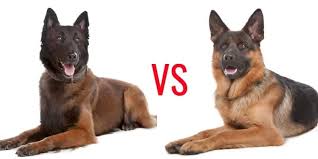German shepherd is one of the brightest dog breeds. Belgian Malinois Vs German Shepherd My Dog S Name