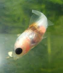 We did not find results for: How To Breed Pond Goldfish