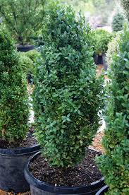 Image result for Buxus