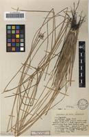 Image result for Fimbristylis aphylla