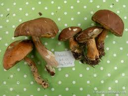 Image result for Boletus badius