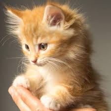 Ucretsiz Kedi Ilanlari Ucretsiz Kopek Ilanlari Kedi Es Ilani Kopek Es Ilani