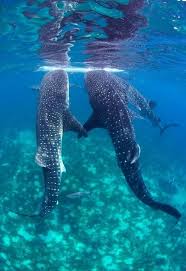 Epingle Par Kimberley M Lang Sur Sea Shells Waves Ocean S Creatures Sun And Beach Avec Images Requin Baleine Animaux Marins Requin