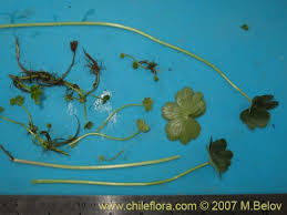 Image result for Hydrocotyle ranunculoides