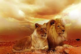 صور اسد ولبوه lion and lioness lion couple lion safari