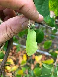 Banisteriopsis Caapi V Tucunaca Ayahuasca Vine Seed Herbalistics