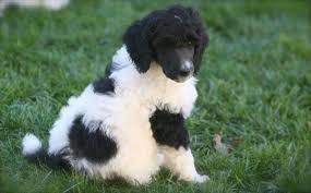 Parti standard poodles has puppies for sale on akc puppyfinder. Parti Poodle Forsale California