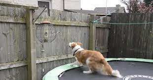 No matter how your dog escapes the yard, there are several other measures you can take to ensure their safety. 8 Creative Ways To Keep Your Dog In The Yard