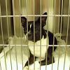 Hospitalize the dog for the day and give a heartworm preventative to kill juvenile heartworms in the bloodstream. 1