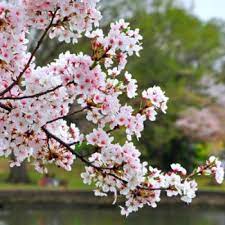 Coming into bloom two weeks later than the yoshino, the upright kwanzan branches produce autumn flowering cherry ( prunus subhirtella var. Cherry Blossom Festival Branch Brook Park In Newark Nj