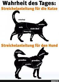 Und das soll auch bei uns gefeiert werden mit sprüche zu diesem ganzen besonderen katzenfeiertag! Streichelanleitung Fur Die Katze Hund Katzen Katze Lustig Lustig