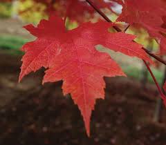 Autumn Blaze Maple Knowledgebase Johnsons Nursery