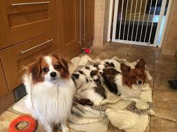 Mikey is such a friendly and adorable, aca, papillon puppy. Papillon Puppies For Sale New York Ny 207188 Petzlover