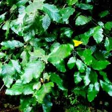 Image result for Curtisia dentata
