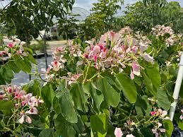 Image result for Bauhinia macrantha