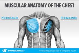 Chest muscles diagram, picture of chest muscles diagram. Pec Blastin 101 Building A Better Chest From Every Angle Bodybuilding Com