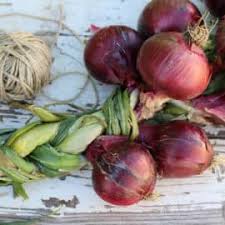 Do you love the taste of the tropics but live too far from the equator to take advantage of it in your garden? Lemongrass How To Grow It And Use It The Prairie Homestead