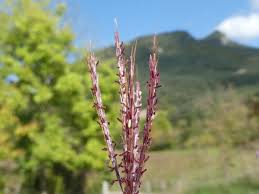 Image result for Bothriochloa radicans