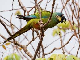 Araguaí se origina do tupi arawa'i. Guacamayo Maracana Ebird