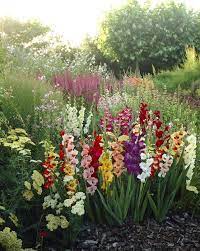 Flower Of The Week Gladiolus Flower Garden Design Gladiolus Flower Lily Plants