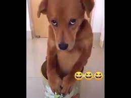 Anjing marah hewan hewan peliharaan kemarahan anak anjing gigi alam bulu menyenangkan. Pin Di Yang Saya Simpan