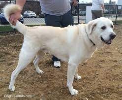 Bluey was an australian cattle dog owned by les and esma hall of rochester, from victoria, australia. Pyrador Dog Breed Information And Pictures