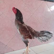 5 jenis ayam bangkok paling tangguh. Ayam Bulbi Bulu Biang Ciri Ciri Kelebihan Gaya Tarung Harga