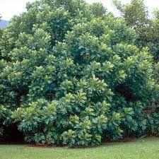 Image result for Filicium decipiens