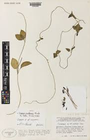 Image result for Ceropegia arenarioides