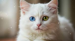 Cat's Birthday and Get Well Wishes