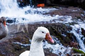 Listen for them, too—these ducks really do have a whistle for their call. White Duck With Orange Beak Next To A Waterfall Buy This Stock Photo And Explore Similar Images At Adobe Stock Adobe Stock