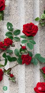 Pin By Afia Aziz On Deepu In 2020 Rose Wallpaper Flower Wallpaper Beautiful Roses
